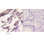 Anti-PERK (R87) Antibody from Bioworld Technology (BS2156) - Antibodies.com