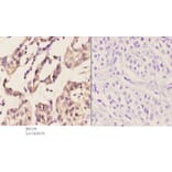 Anti-PERK (R87) Antibody from Bioworld Technology (BS2156) - Antibodies.com