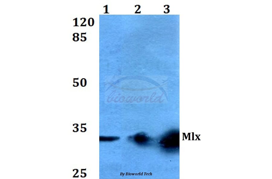 Anti-Mlx (Q136) Antibody from Bioworld Technology (BS2160) - Antibodies.com