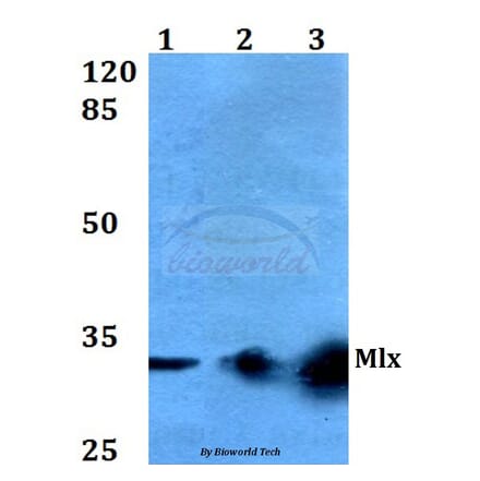 Anti-Mlx (Q136) Antibody from Bioworld Technology (BS2160) - Antibodies.com