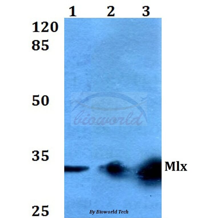 Anti-Mlx (Q136) Antibody from Bioworld Technology (BS2160) - Antibodies.com