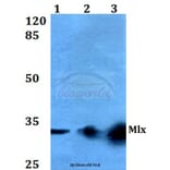 Anti-Mlx (Q136) Antibody from Bioworld Technology (BS2160) - Antibodies.com