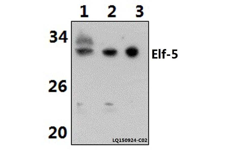 Anti-ELF5 (W215) Antibody from Bioworld Technology (BS2164) - Antibodies.com