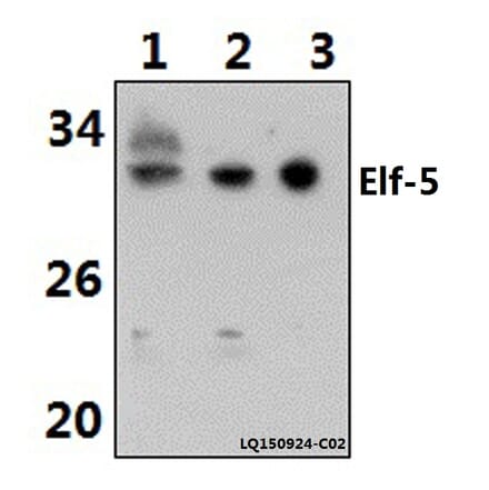 Anti-ELF5 (W215) Antibody from Bioworld Technology (BS2164) - Antibodies.com