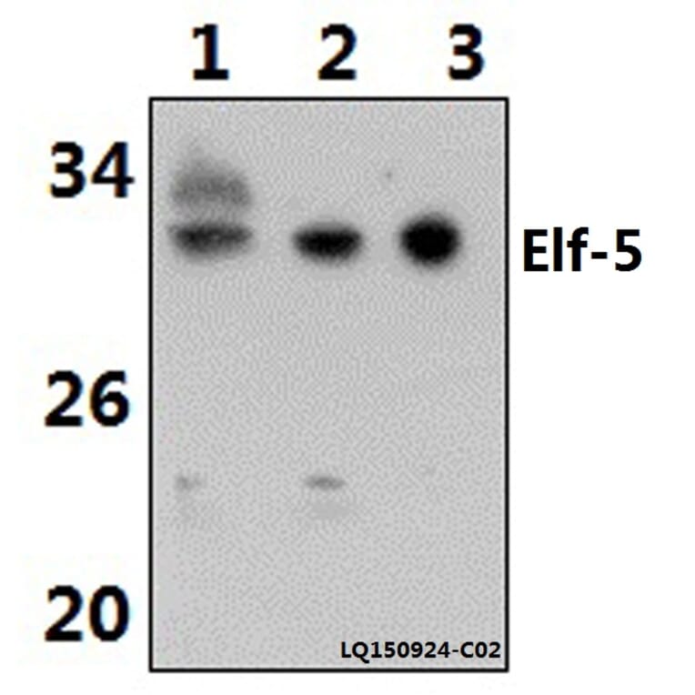 Anti-ELF5 (W215) Antibody from Bioworld Technology (BS2164) - Antibodies.com