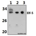 Anti-ELF5 (W215) Antibody from Bioworld Technology (BS2164) - Antibodies.com