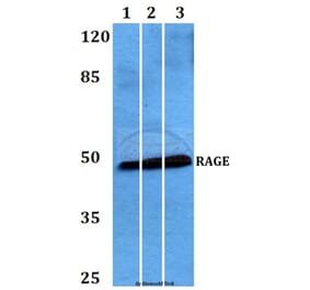Anti-RAGE (Q286) Antibody from Bioworld Technology (BS2165) - Antibodies.com