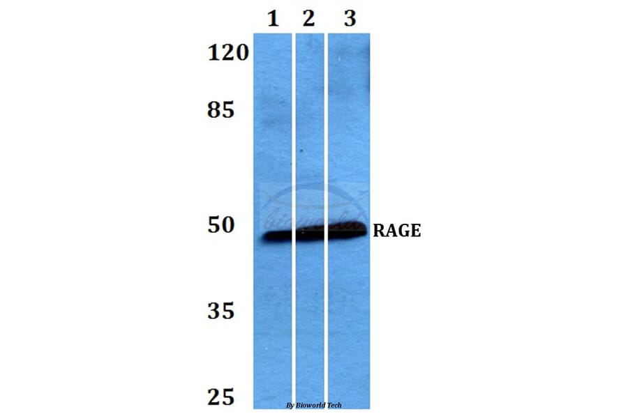 Anti-RAGE (Q286) Antibody from Bioworld Technology (BS2165) - Antibodies.com