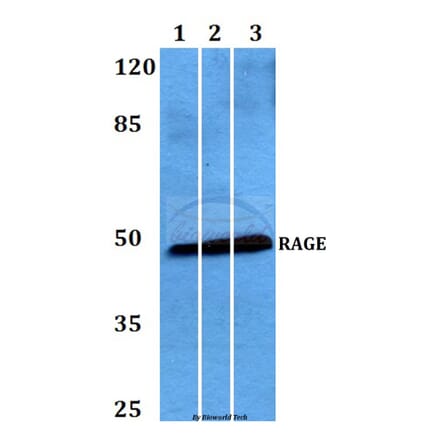 Anti-RAGE (Q286) Antibody from Bioworld Technology (BS2165) - Antibodies.com