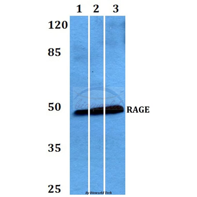 Anti-RAGE (Q286) Antibody from Bioworld Technology (BS2165) - Antibodies.com