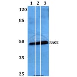 Anti-RAGE (Q286) Antibody from Bioworld Technology (BS2165) - Antibodies.com