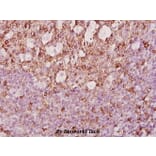 Anti-RAGE (Q286) Antibody from Bioworld Technology (BS2165) - Antibodies.com