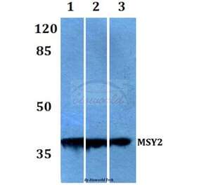 Anti-MSY2 (G311) Antibody from Bioworld Technology (BS2169) - Antibodies.com