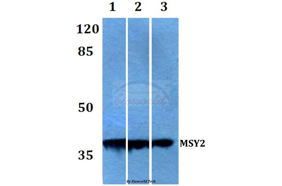 Anti-MSY2 (G311) Antibody from Bioworld Technology (BS2169) - Antibodies.com