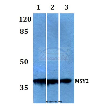 Anti-MSY2 (G311) Antibody from Bioworld Technology (BS2169) - Antibodies.com