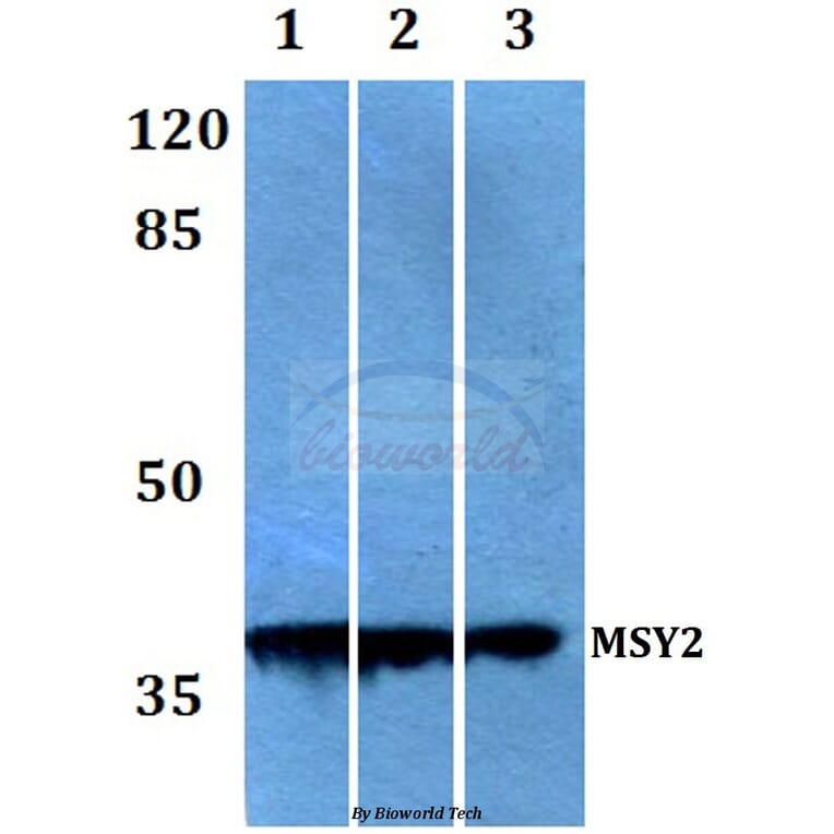 Anti-MSY2 (G311) Antibody from Bioworld Technology (BS2169) - Antibodies.com
