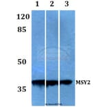 Anti-MSY2 (G311) Antibody from Bioworld Technology (BS2169) - Antibodies.com