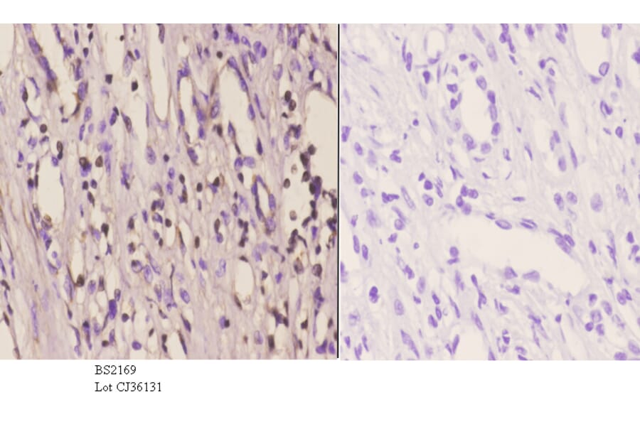 Anti-MSY2 (G311) Antibody from Bioworld Technology (BS2169) - Antibodies.com