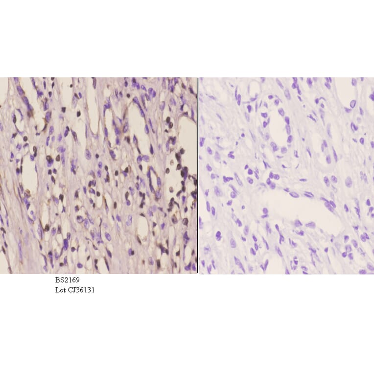 Anti-MSY2 (G311) Antibody from Bioworld Technology (BS2169) - Antibodies.com