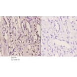 Anti-MSY2 (G311) Antibody from Bioworld Technology (BS2169) - Antibodies.com