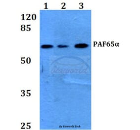 Anti-PAF65α (Q53) Antibody from Bioworld Technology (BS2175) - Antibodies.com