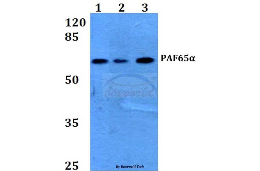 Anti-PAF65α (Q53) Antibody from Bioworld Technology (BS2175) - Antibodies.com