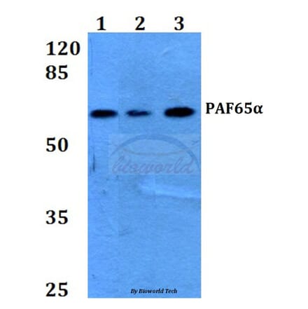 Anti-PAF65α (Q53) Antibody from Bioworld Technology (BS2175) - Antibodies.com