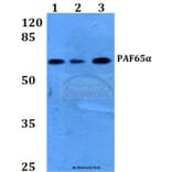Anti-PAF65α (Q53) Antibody from Bioworld Technology (BS2175) - Antibodies.com