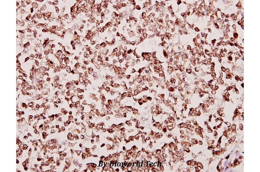 Anti-PAF65α (Q53) Antibody from Bioworld Technology (BS2175) - Antibodies.com