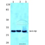 Anti-14-3-3 β (Q69) Antibody from Bioworld Technology (BS2176) - Antibodies.com