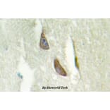 Anti-14-3-3 β (Q69) Antibody from Bioworld Technology (BS2176) - Antibodies.com