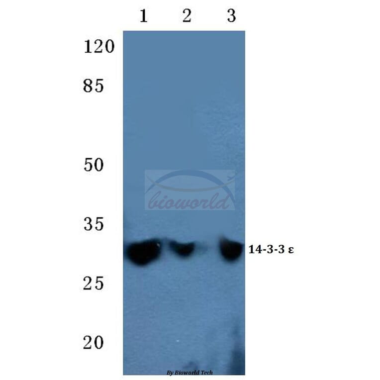 Anti-14-3-3 ε (D238) Antibody from Bioworld Technology (BS2177) - Antibodies.com