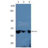 Anti-14-3-3 ε (D238) Antibody from Bioworld Technology (BS2177) - Antibodies.com