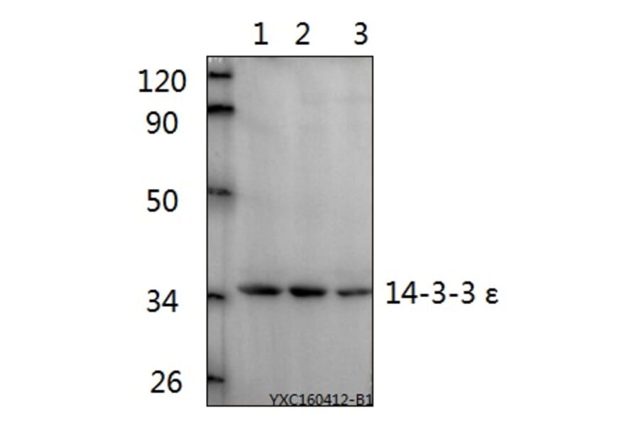 Anti-14-3-3 ε (D238) Antibody from Bioworld Technology (BS2177) - Antibodies.com