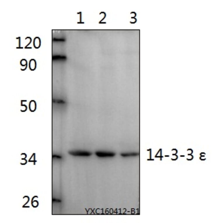 Anti-14-3-3 ε (D238) Antibody from Bioworld Technology (BS2177) - Antibodies.com