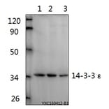 Anti-14-3-3 ε (D238) Antibody from Bioworld Technology (BS2177) - Antibodies.com
