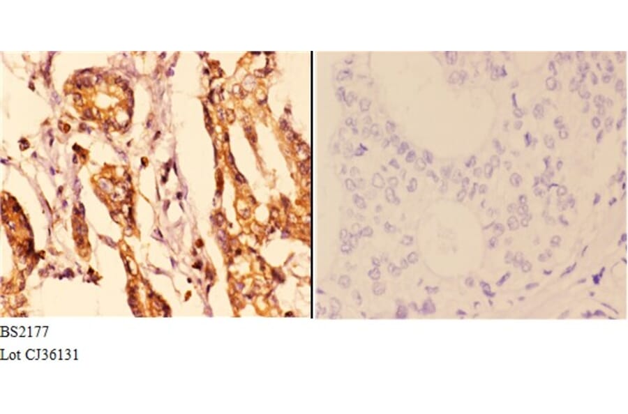 Anti-14-3-3 ε (D238) Antibody from Bioworld Technology (BS2177) - Antibodies.com