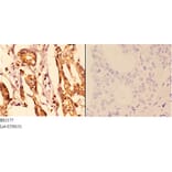Anti-14-3-3 ε (D238) Antibody from Bioworld Technology (BS2177) - Antibodies.com
