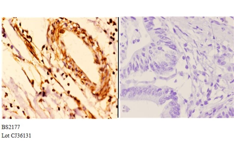 Anti-14-3-3 ε (D238) Antibody from Bioworld Technology (BS2177) - Antibodies.com