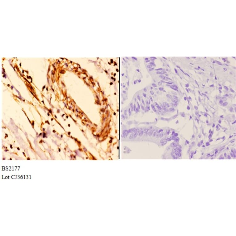 Anti-14-3-3 ε (D238) Antibody from Bioworld Technology (BS2177) - Antibodies.com