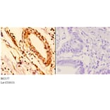 Anti-14-3-3 ε (D238) Antibody from Bioworld Technology (BS2177) - Antibodies.com