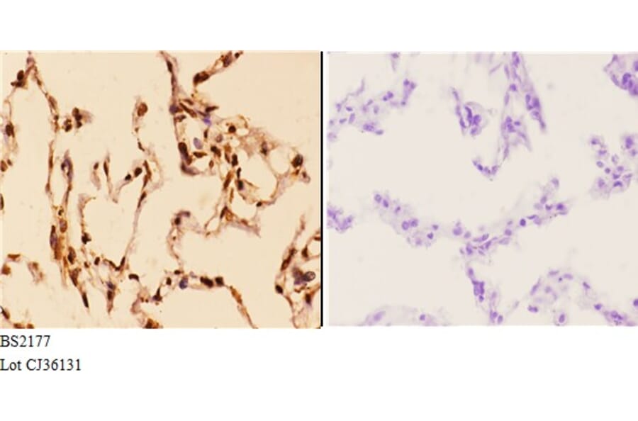 Anti-14-3-3 ε (D238) Antibody from Bioworld Technology (BS2177) - Antibodies.com