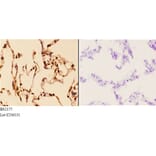 Anti-14-3-3 ε (D238) Antibody from Bioworld Technology (BS2177) - Antibodies.com