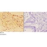 Anti-14-3-3 σ (E66) Antibody from Bioworld Technology (BS2178) - Antibodies.com