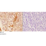 Anti-14-3-3 σ (E66) Antibody from Bioworld Technology (BS2178) - Antibodies.com