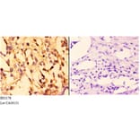 Anti-14-3-3 σ (E66) Antibody from Bioworld Technology (BS2178) - Antibodies.com