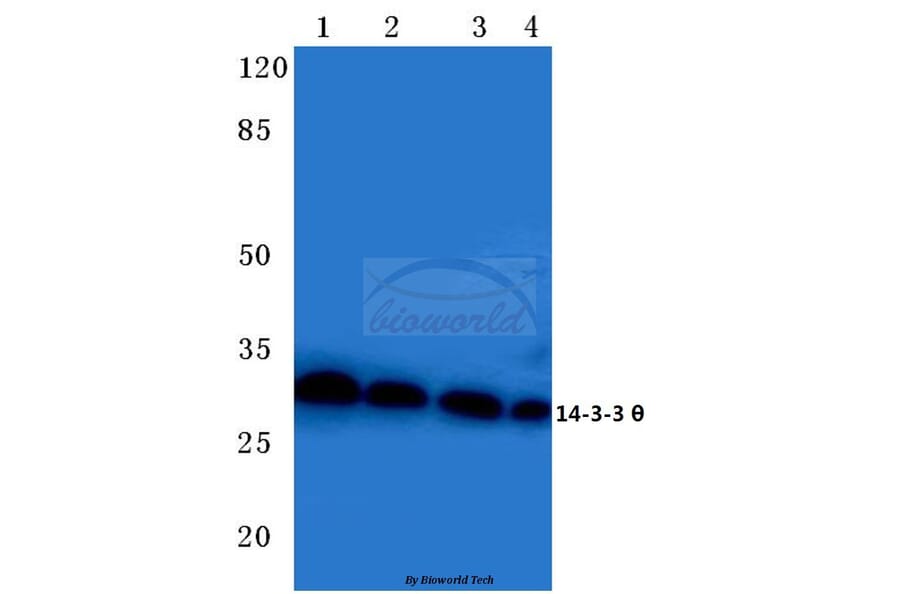 Anti-14-3-3 θ (Q67) Antibody from Bioworld Technology (BS2179) - Antibodies.com