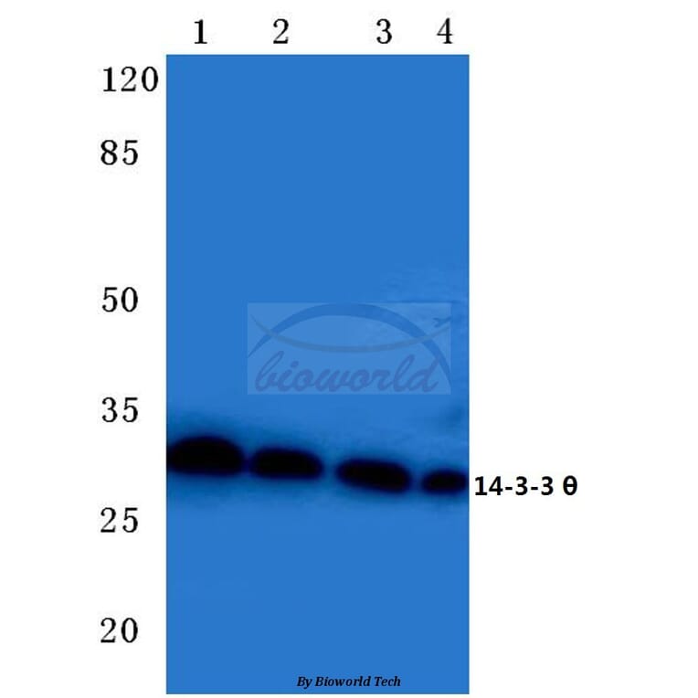 Anti-14-3-3 θ (Q67) Antibody from Bioworld Technology (BS2179) - Antibodies.com