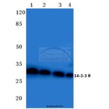 Anti-14-3-3 θ (Q67) Antibody from Bioworld Technology (BS2179) - Antibodies.com