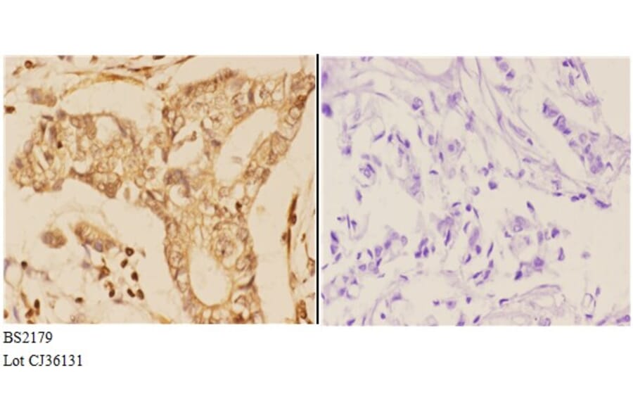 Anti-14-3-3 θ (Q67) Antibody from Bioworld Technology (BS2179) - Antibodies.com